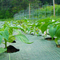 3m Wide Landscaping Industrial Grade Weed Matting 3x 50 For Vegetable Garden